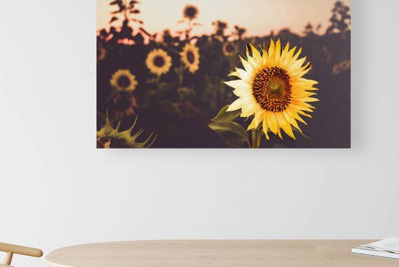 Sunflower Farm Reproduction