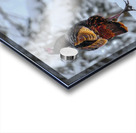 DSC 5553  Acrylic print