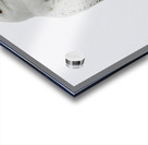 DSC 1902  Acrylic print