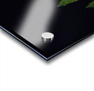 DSC 4623  Acrylic print