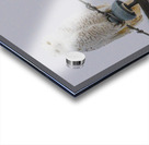 DSC 1897 Acrylic print