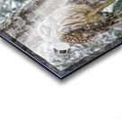 JBS 4998 Acrylic print