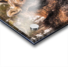 JBS 4902  Acrylic print