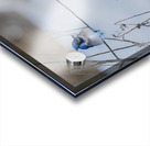 JBS 9522 Acrylic print