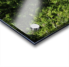 JBS 6779 Acrylic print