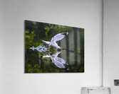 seagull  Acrylic Print