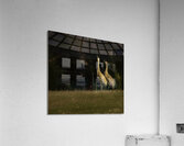 JBS 0918 Acrylic Print