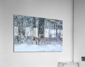 JBS 0383  Acrylic Print