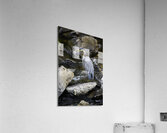 JBS 1574 Acrylic Print