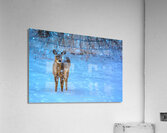 JBS 0395  Acrylic Print