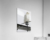 DSC 1902  Acrylic Print