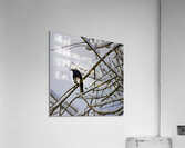 JBS 0164  Impression acrylique