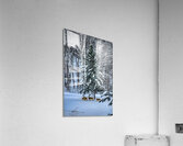 DSC 5638  Acrylic Print