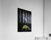 JBS 1706 2 Acrylic Print