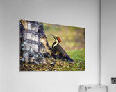 JBS 9742 1 Acrylic Print