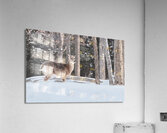 JBS 5494  Acrylic Print