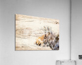 Cow Moose Abstract Acrylic Print