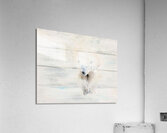 bearonbrd Acrylic Print