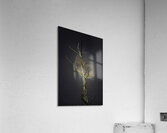 JBS 0997 Acrylic Print