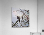 JBS 0164  Impression acrylique