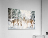 JBS 3204 2  Acrylic Print