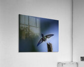 JBS 2832 Acrylic Print