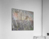 JBS 0660 Acrylic Print