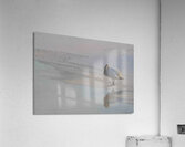 DSC 5823 Acrylic Print