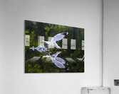  1seagull Acrylic Print
