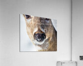 JBS 0540 Impression acrylique