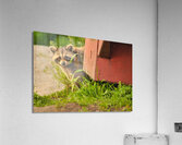 JBS 2864 Acrylic Print