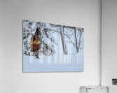 DSC 5553 Acrylic Print