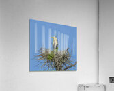 JBS 0860ED Acrylic Print