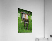 JBS 2499 Acrylic Print