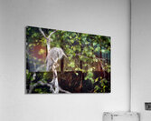 JBS 3072 Acrylic Print