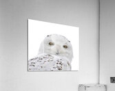 DSC 1876 2 Impression acrylique