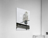 DSC 1902 Acrylic Print