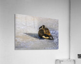 DSC 2285 Acrylic Print