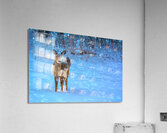 JBS 0395 Acrylic Print