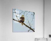 JBS 9645 Impression acrylique