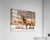 JBS 4996  Acrylic Print