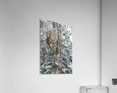 JBS 4998 Acrylic Print