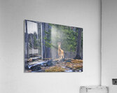 JBS 8417 Acrylic Print