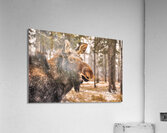 JBS 4902  Acrylic Print