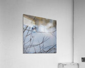 JBS 9522 Acrylic Print