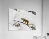 JBS 8781 Acrylic Print