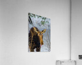 JBS 4767 Impression acrylique