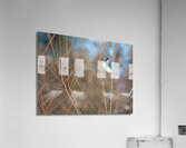 JBS 8279 Acrylic Print