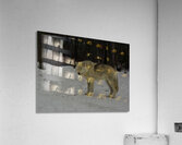 JBS 9056 Acrylic Print