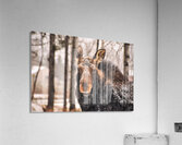 JBS 4896  Impression acrylique